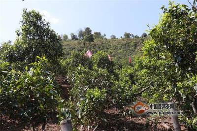 普洱茶投资分析:写给平静却又不平淡的2018