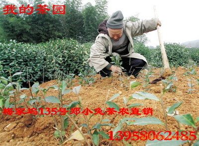 绿茶-龙井雨前茶老字号隆泰升茶庄欢迎各地新老客户批发兼零售绿茶-绿茶尽在阿里巴巴.