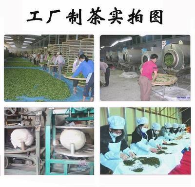 青茶-茶农直销 安溪铁观音 2014早春茶 青茶乌龙茶 特级清香茶叶批发-青茶尽.
