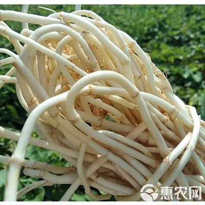 鱼腥草根