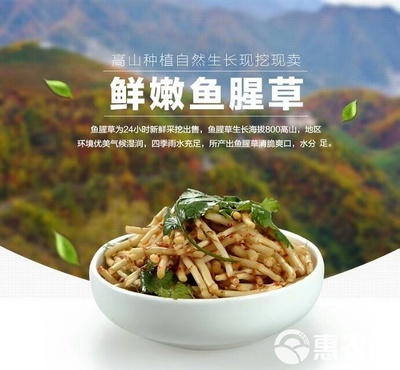 鱼腥草根