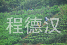 茶叶 批发兼零售茶叶 武夷岩茶大红袍_产品详情
